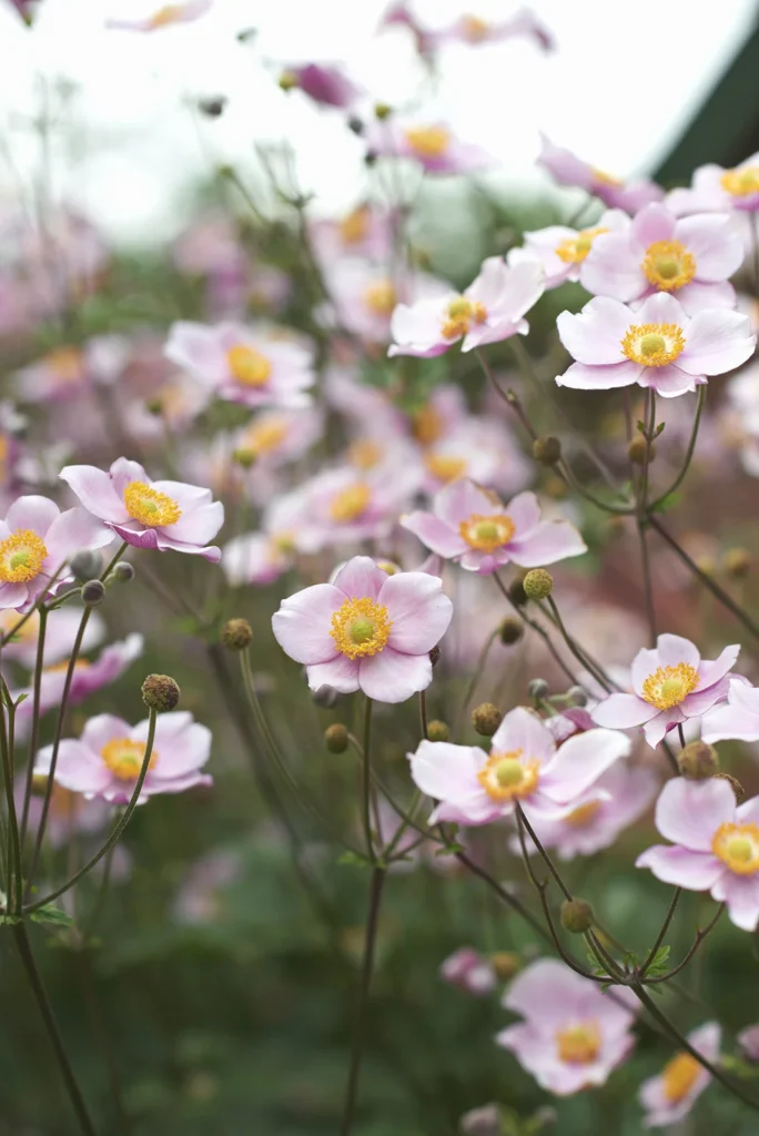 Lyserøde blomster i haven – fotografi fra Fuglehave
