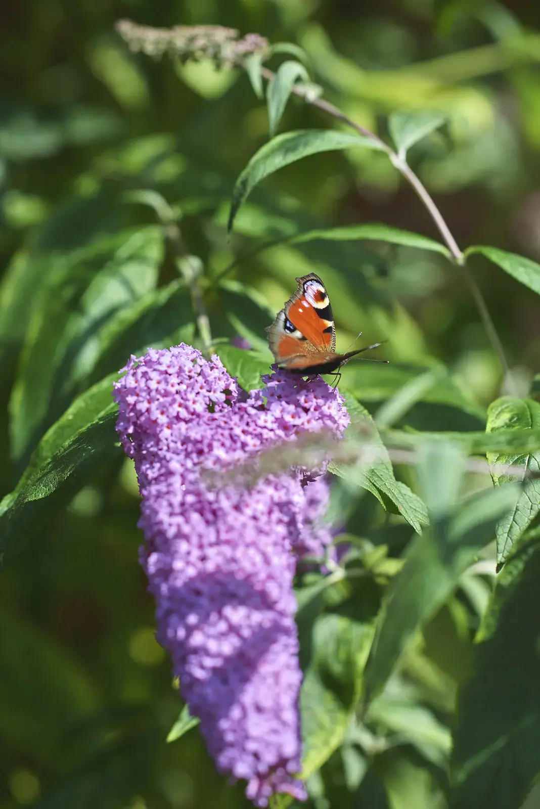 Sommerfugl på en lilla blomst – fotografi fra Fuglehave